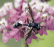 Wasp